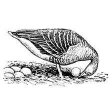 Ethologische Gesellschaft e.V. logo
