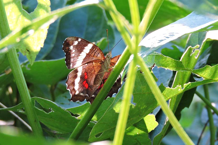 An Anartia fatima butterfly - predominantly light brown, with red and white details - perched on the stalk of a leafy plant