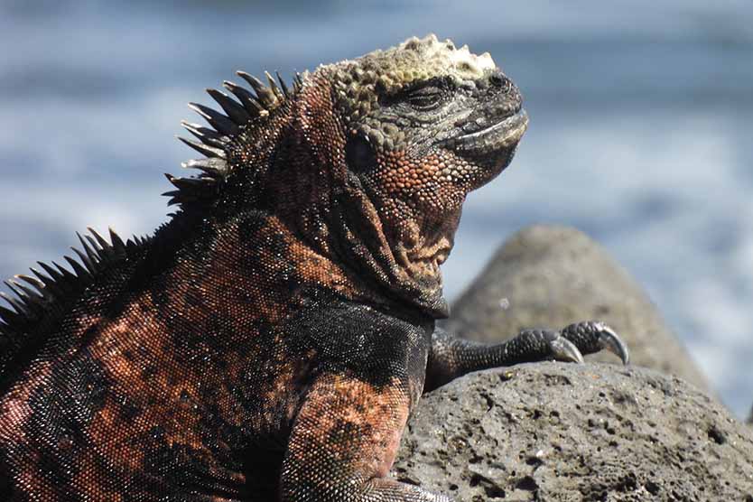 An iguana basking on rocks near a body of water